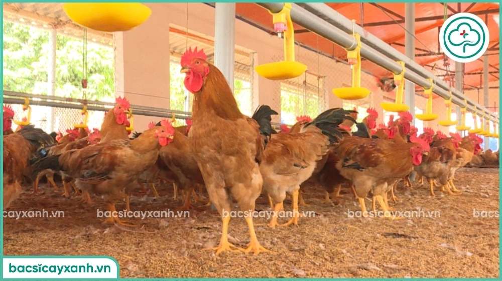 Nuôi gà trên đệm lót sinh học